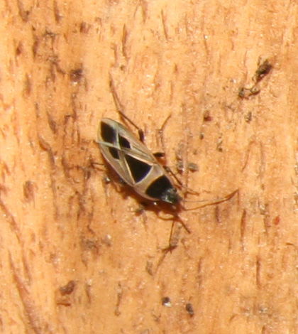 Xanthochilus saturnius